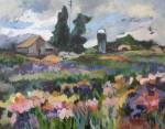 Oregon Iris Fields